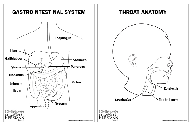 custom medical illustrations