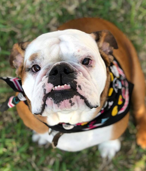 Cadillac English Bulldog Mascot