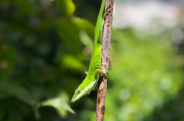 animal photography